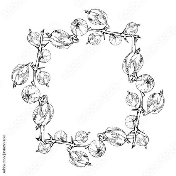 Fototapeta Gooseberry Currant hanging on thorny branch, vector ink hand drawn. Ripe garden berry juneberry casseille jostaberry. Isolated square frame illustration. Preserves, cookbook, grocery store stationery