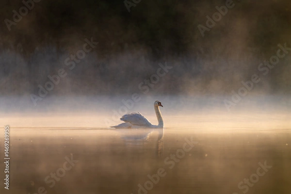 Obraz Swan gliding through misty lake at sunrise with golden light and reflection