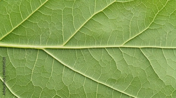 Fototapeta Close Up View Of Green Leaf Texture With Veins And Specks