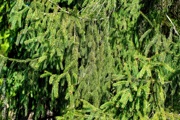 Fototapeta  a green background with large spruce branches