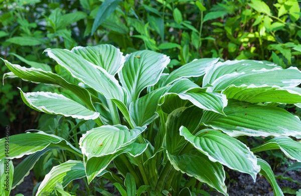 Fototapeta Beautiful garden perennial unpretentious plant hosta (lat. Hosta) with large two-color leaves against the background of a garden flowerbed on a summer day. Floriculture as a hobby