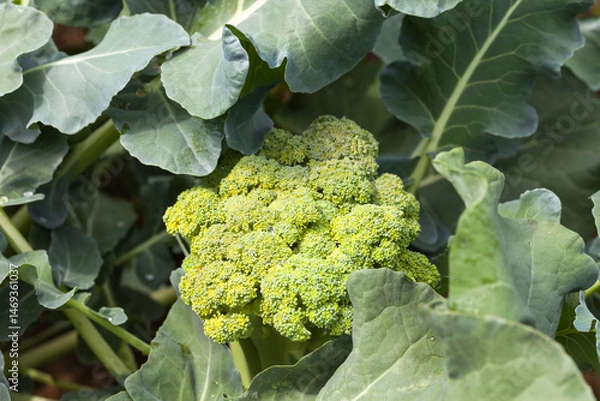 Fototapeta Vitamin fresh broccoli cabbage in the summer in the garden bed at the dacha. Growing organic vegetables as a hobby. Green natural background/ Top view, close-up