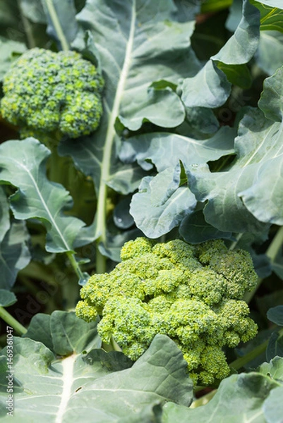 Fototapeta Vitamin dietary fresh broccoli cabbage ripens in the kitchen-garden in the summer. Growing organic vegetables as a hobby. Top view, close-up. Green natural background