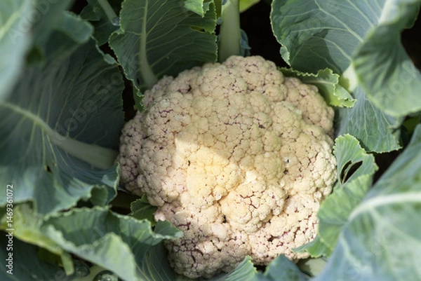 Fototapeta A large head of vitamin-rich, dietary fresh cauliflower in a garden bed on a sunny summer day. Growing organic vegetables as a hobby. Top view, close-up. Natural green background