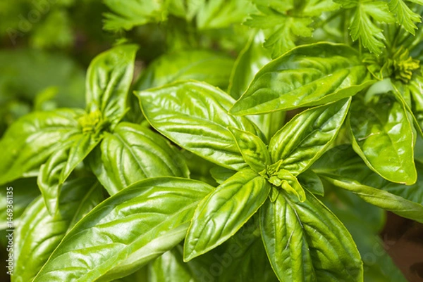 Fototapeta Top view of juicy, aromatic, vitamin-rich basil on a garden bed with fresh organic leafy vegetables. Gardening as a hobby. Herbal green natural background. Flat lay, close-up, mock up