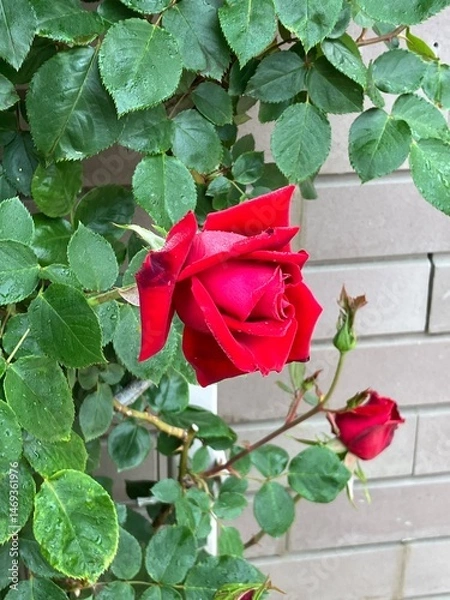 Fototapeta 憂いのある赤い薔薇。あしかがフラワーパークにて。