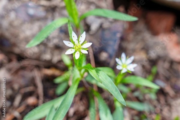 Fototapeta Starry Blooms of Pseudostellaria in the Spring Forest