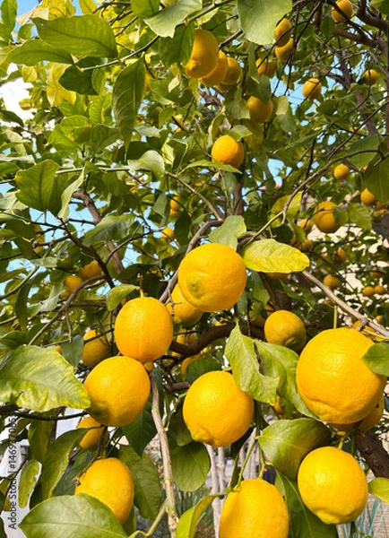Obraz レモンの木になった沢山のレモンの果実