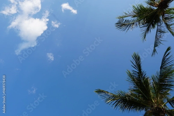 Fototapeta Bright Blue Sky with Green Palm Trees Framing the View on a Sunny Day in Tropical Paradise
