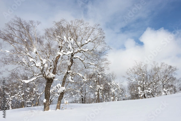 Fototapeta Two large snow-covered trees in blue sky winter landscape