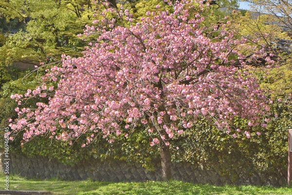 Obraz 梅小路公園の桜
