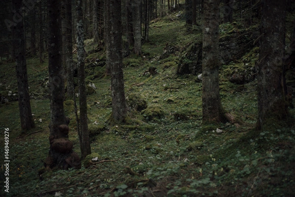 Obraz trees in the forest