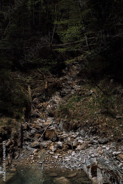 Obraz stream in the woods