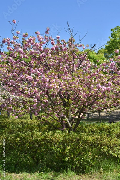 Obraz 梅小路公園の桜