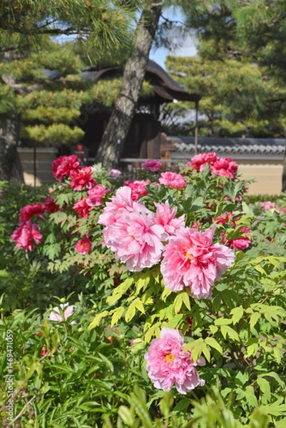 Obraz 建仁寺のボタン