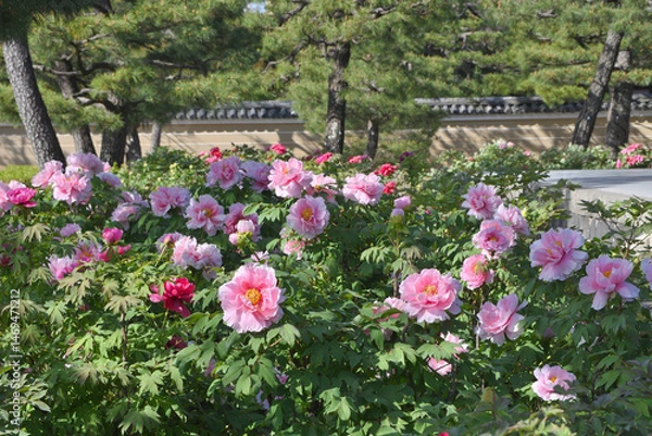 Obraz 建仁寺のボタン