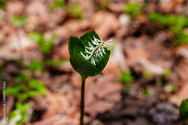 Fototapeta Solitary Spikes of Chloranthus japonicus in Spring Forest