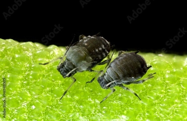 Fototapeta Extreme Macro of Two Aphids on Vibrant Green Surface