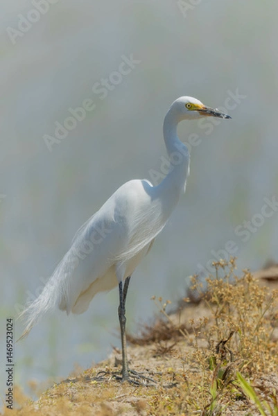 Obraz 昼時のチュウサギ