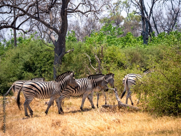 Obraz A group of zebras (Equus quagga) in Hwange National Park on their way into the forest.