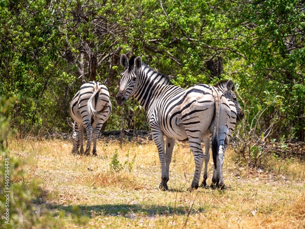 Obraz A plains zebra (Equus quagga) in Hwange National Park looks at us.