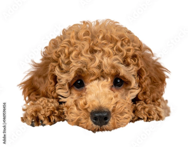 Obraz  Sweet Curly-Haired Poodle Pup Lying Down Comfortably, isolated on transparent background PNG