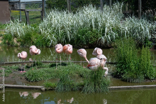 Fototapeta Pink flamingos