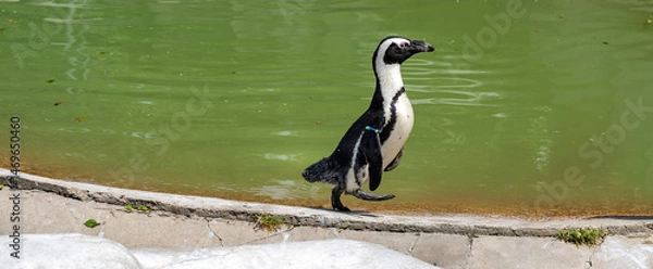Fototapeta Penguin in mid strut