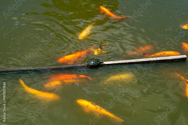 Fototapeta Turtle and koi in a pond