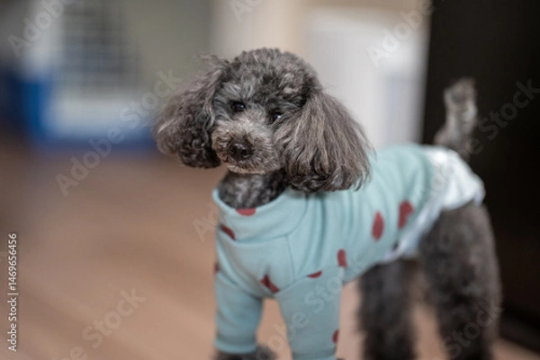 Obraz portrait of a poodle