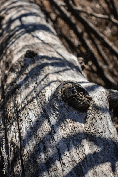 Obraz Old weathered log on the ground 