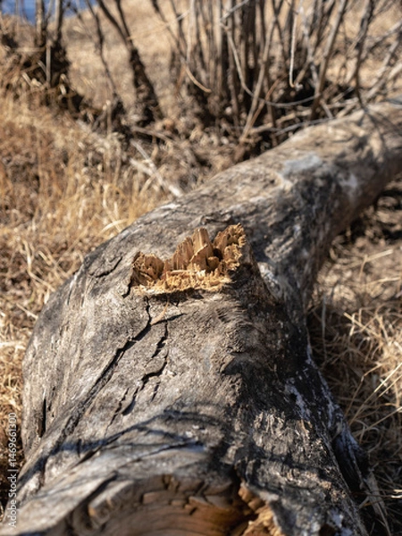 Obraz Old weathered log on the ground 