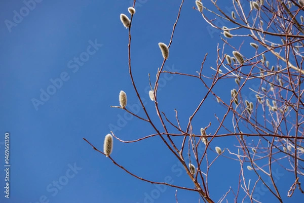 Fototapeta Bare Branches of Willow, sallows and osiers with Fluffy Buds	