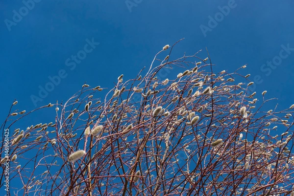 Obraz Bare Branches of Willow, sallows and osiers with Fluffy Buds	