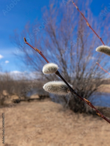 Obraz Bare Branches of Willow, sallows and osiers with Fluffy Buds	