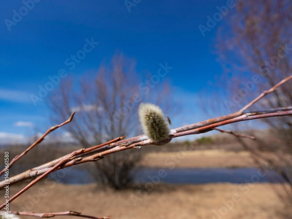 Obraz Bare Branches of Willow, sallows and osiers with Fluffy Buds	