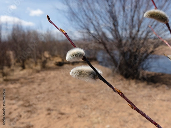 Obraz Bare Branches of Willow, sallows and osiers with Fluffy Buds	