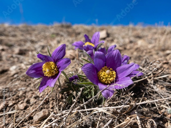 Obraz pasque flower, wind flower, prairie crocus, Easter flower, and meadow anemone