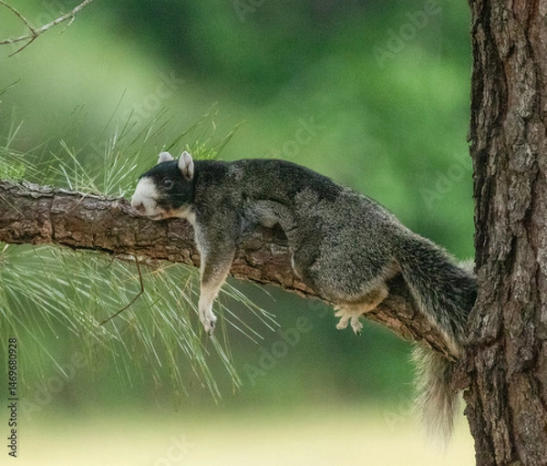Fototapeta Gray fox squirrel resting on a tree branch