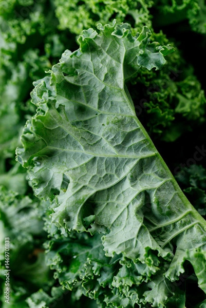 Fototapeta Fresh green Kale leaf salad vegetable.