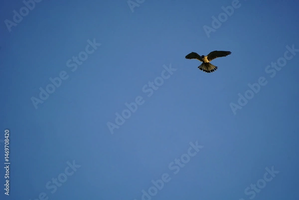 Obraz A kestrel stands in the sky and searches for prey