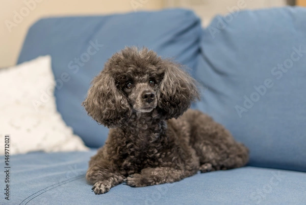 Obraz poodle and puppy