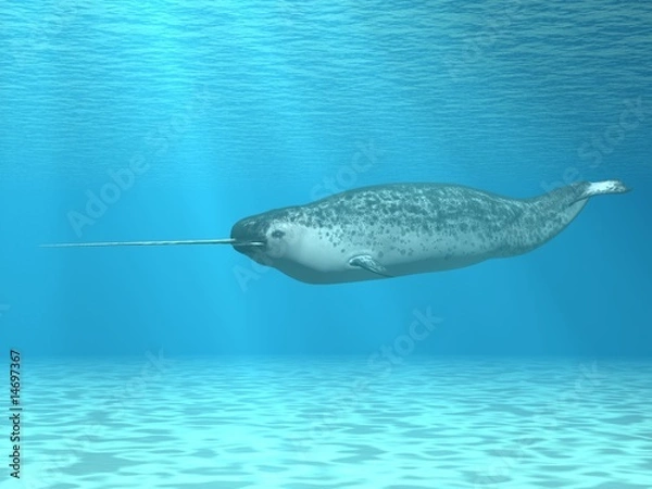 Obraz Narwal (Monodon monoceros)