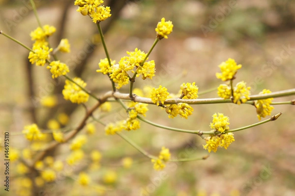 Fototapeta Lindera benzoin or spicebush yellow plant at spring