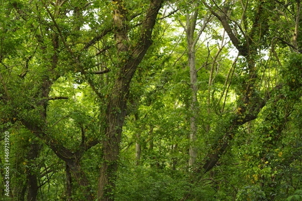 Obraz 緑あふれる新緑の森の中