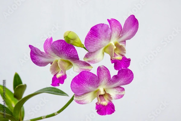 Fototapeta Graceful purple orchids in full bloom with soft pastel hues. Stunning orchids displaying a vibrant mixture of purple and white colors