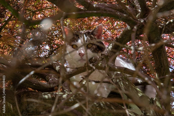 Obraz Curious cat with striking eyes peers through a tangle of tree branches blending into the warm hues of the autumn foliage surrounding it