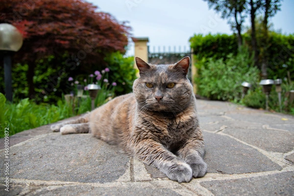 Obraz cat on the floor