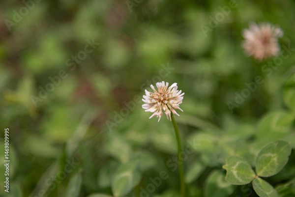 Obraz dandelion in the grass