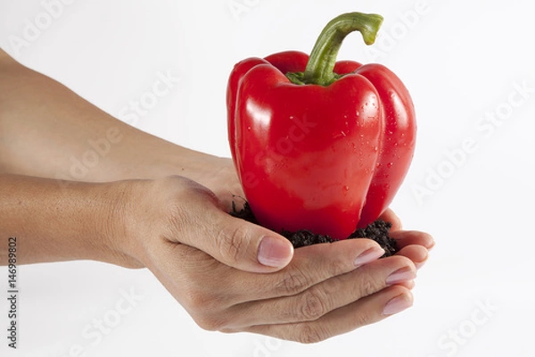 Obraz Holding a red bell pepper